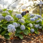Ravviva le tue ortensie: una regola d’autunno poco conosciuta che fa la differenza