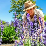 Il momento ideale per potare la lavanda: guida per una fioritura splendida e duratura